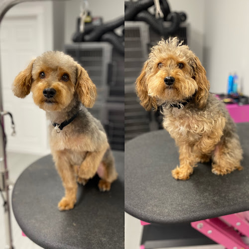 The Fetching Dog Salon & Spa