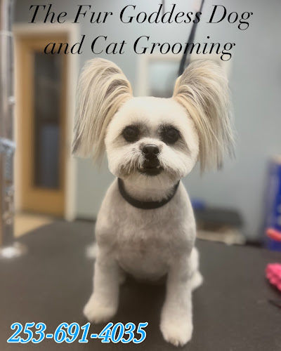 The Fur Goddess Dog and Cat Grooming