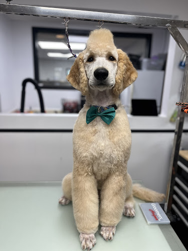 The Furologist Pet Grooming