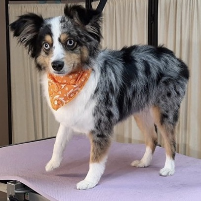 The Furry Snippet Pet Salon