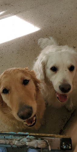 The Garden of Eden Doggie Oasis