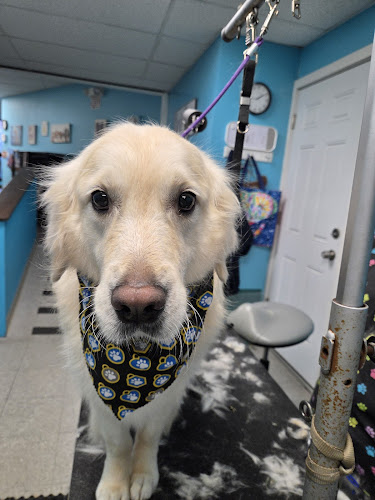 The Grateful Dog Grooming Salon