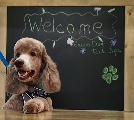 The Green Dog Pet Spa