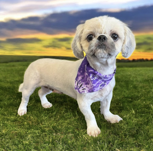 The Groom Room Pet Spa & Boutique LLC