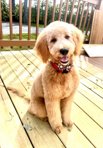 The Grooming Guru LLC