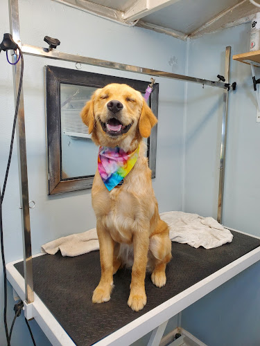 The Matted Puppy Grooming