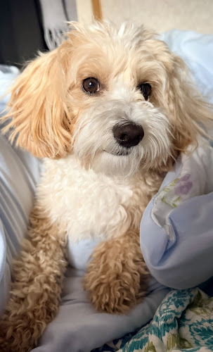 The Muddy Dog Grooming Salon