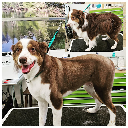 The Natural Paw Pet Spaw