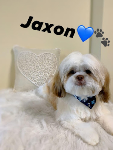 The Painted Paw Dog Spa