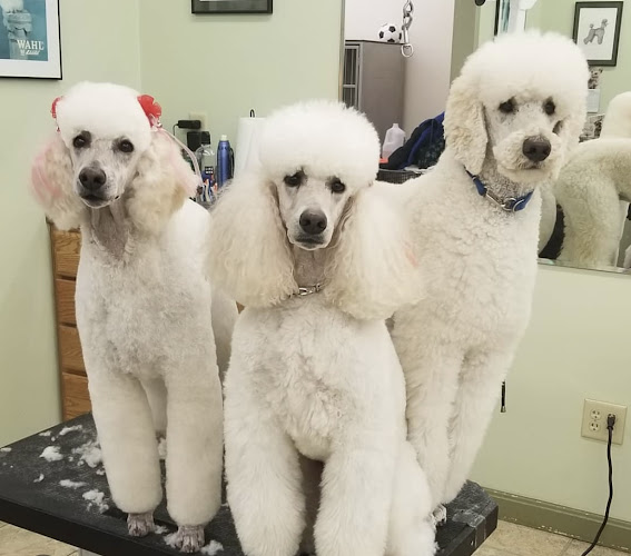 The Pampered Pet Dog & Cat Grooming Salon