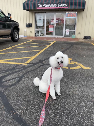 The Pampered Pooch By Allison