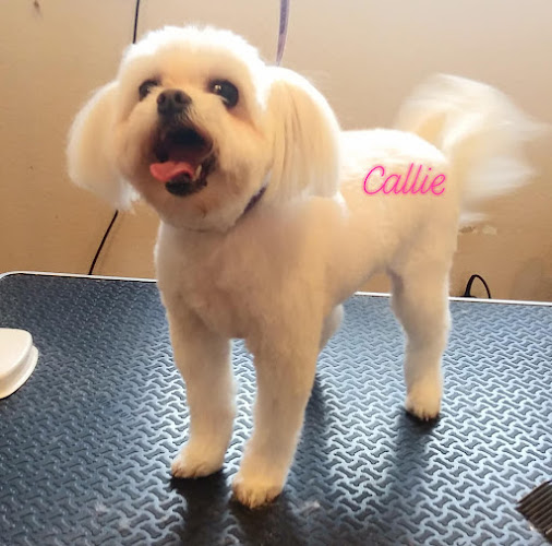 The Pampered Pooch Parlour