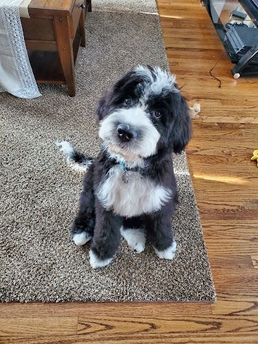 The Pampered Pup Salon