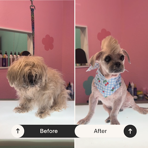 The Paw Spa Pet Grooming