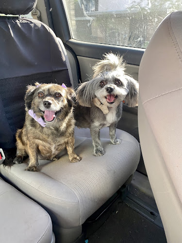 The Pawsitive Salon Pet Groomer and supplies