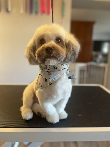 The Pawsmetologist LLC