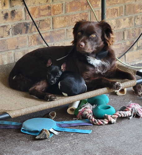 The Pawty Shack, LLC