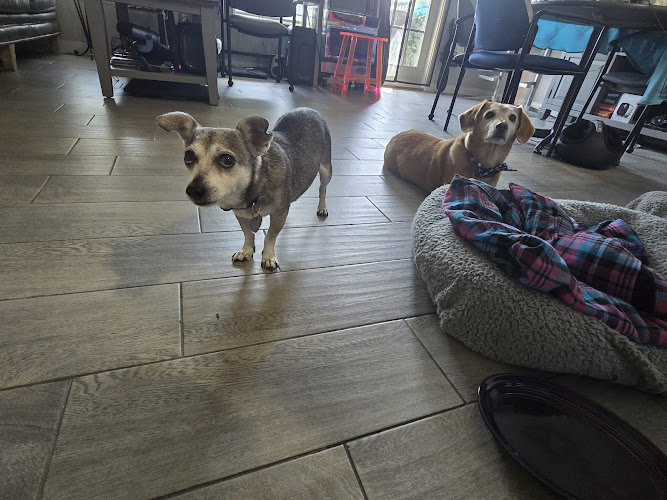 THE PERFECT PAWS LUXURY PET BOUTIQUE