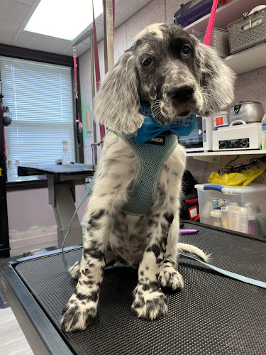 The Pet Spa at Barkley Square