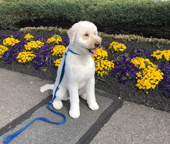 The Polished Pooch Grooming Salon