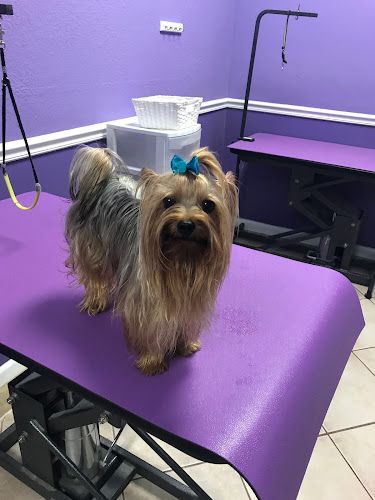 The Purple Pooch Bakery Boutique Groomer