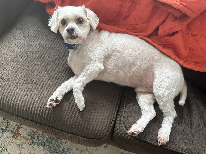 The Retreat at 5119 Boarding and Grooming