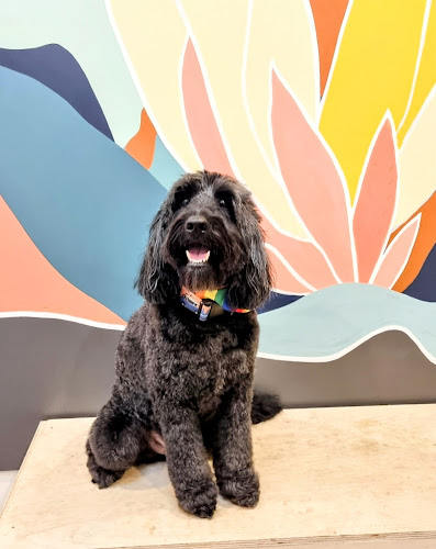 The Royal Tier Pet Spa