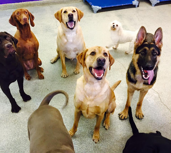 The Ruff House Stay & Play at Bayside