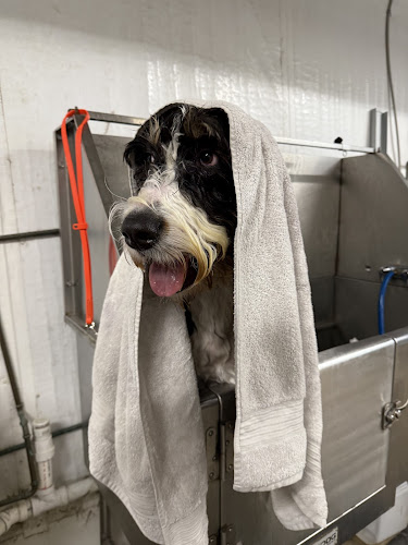 The Salon At BarkPark!