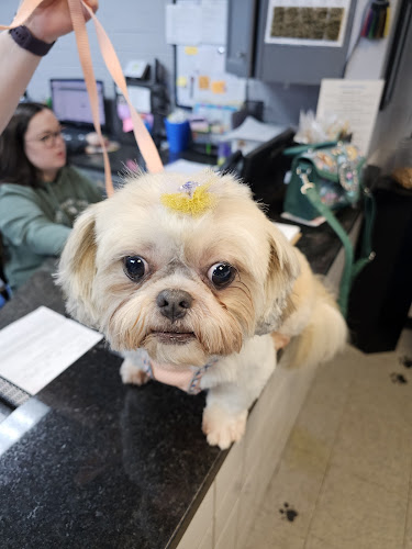 The Salon & Spa at All Pets Considered