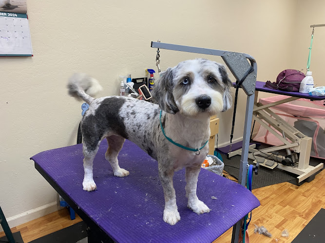 The Salty Dog Groomers