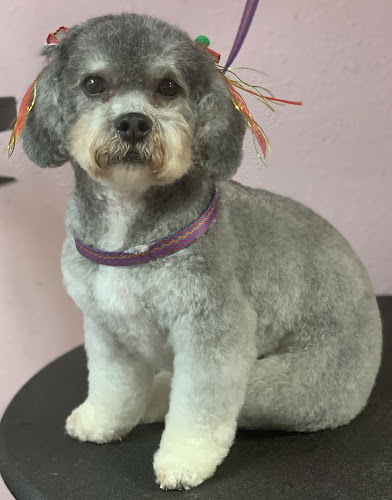 The Satin Paw Pet Salon