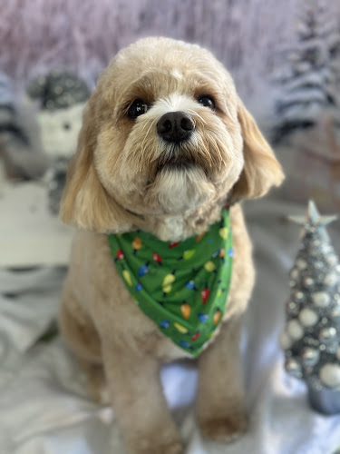 The Spaw at Animal Loving Care