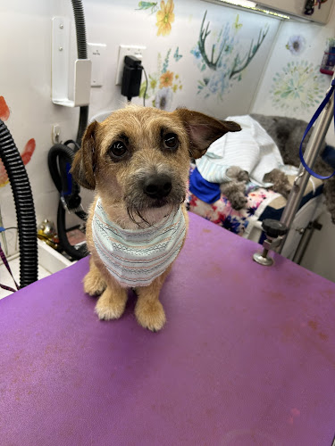 THE Standard Canine Spa