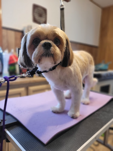 The Styling Pooch Pet Services & Supplies LLC