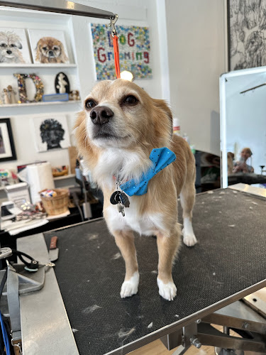 The Wag Shop - Dog Grooming