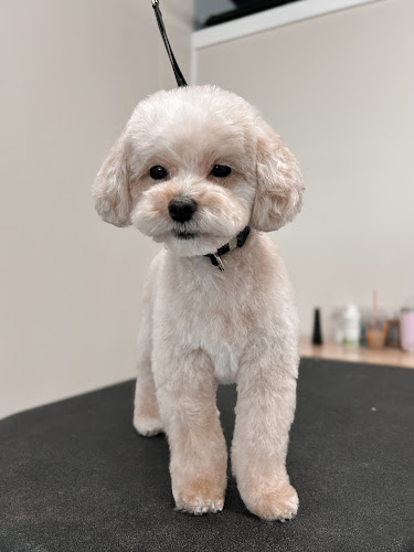 The Wicked Good Dog Pet Salon