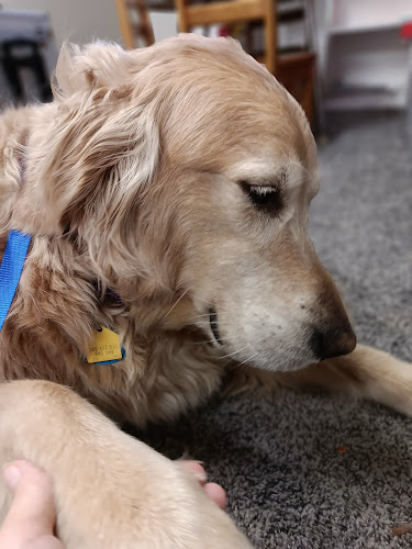 These 4 Paws Pet Grooming