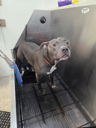 This is us Petcare LLC