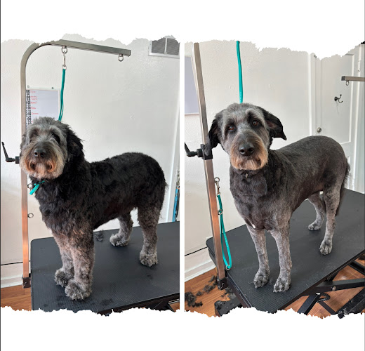 Tidy Tails Pet Pawlor LLC