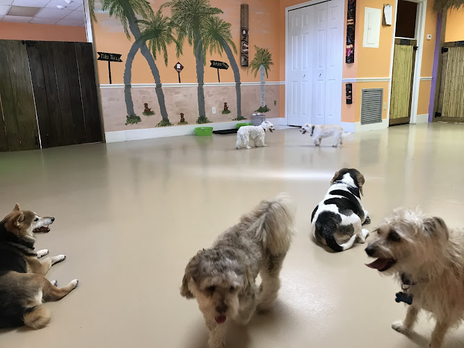 Tiki tails dog resort