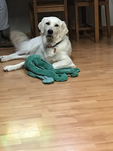 Tiki Tails Dog Salon