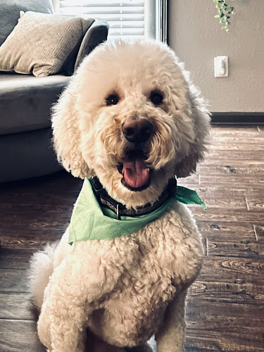 Tino’s Pet Grooming