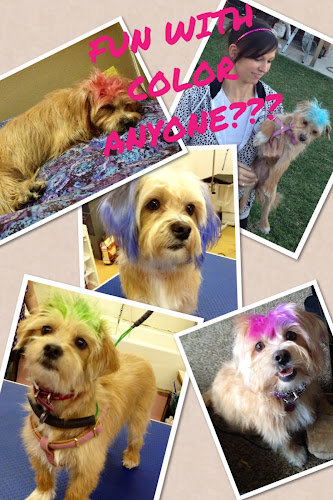 TLC Pet Shop & Grooming