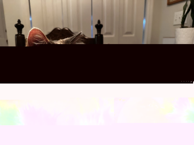 Top Cat & Tails " Cat Grooming "