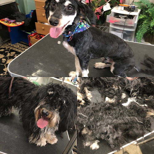 Top Dog Grooming Salon