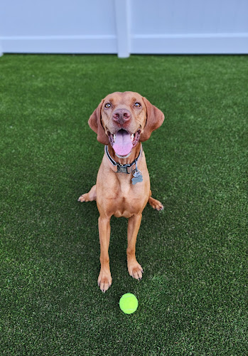 Top of the Bay Pet Lodge