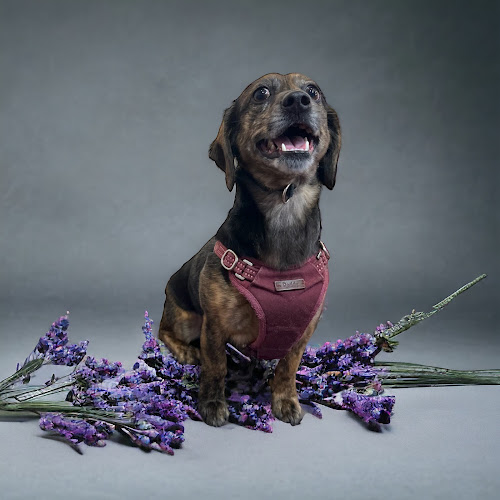 Top Shelf Grooming LLC