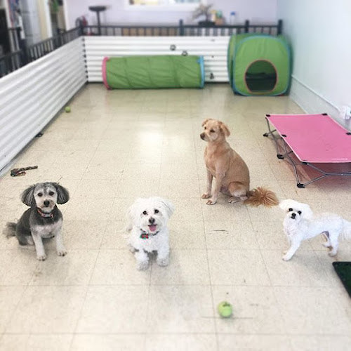 Torrance Dog Spa & Grooming