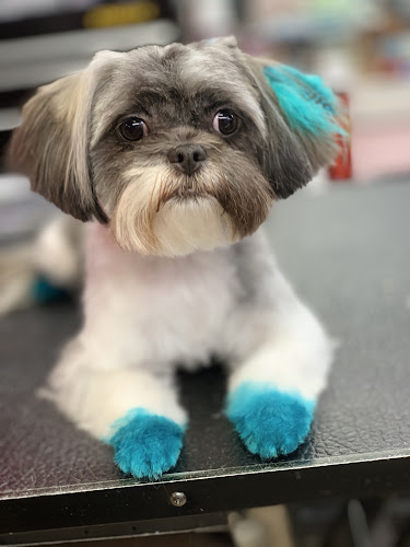 Touch of Class Pet Grooming